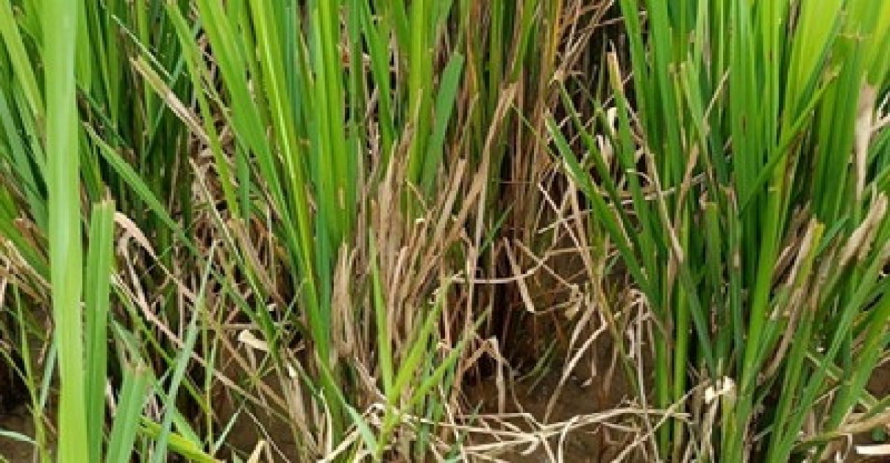 তানোরে আমন ধানে কারেন্ট পোকার আক্রমণে দিশেহারা কৃষক