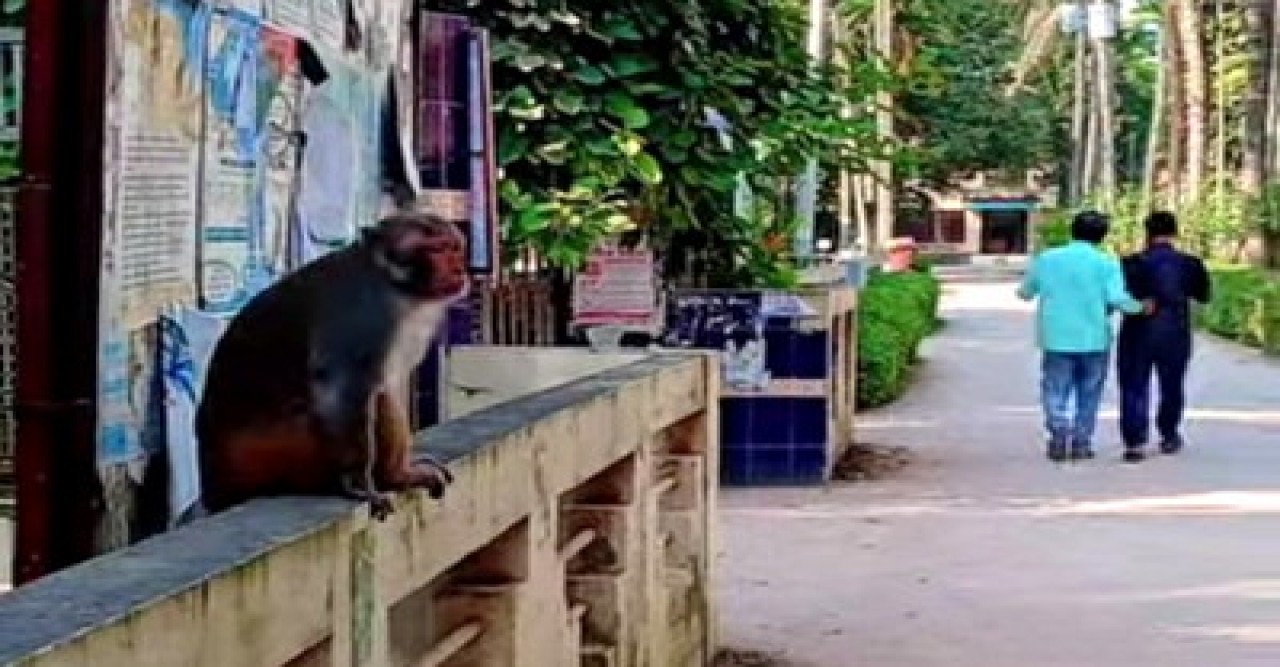 বাঘার লোকালয়ে দলছুট ‘রেসাস বানর’ হনুমান বলে দেখতে উৎসুক জনতার ভিড়