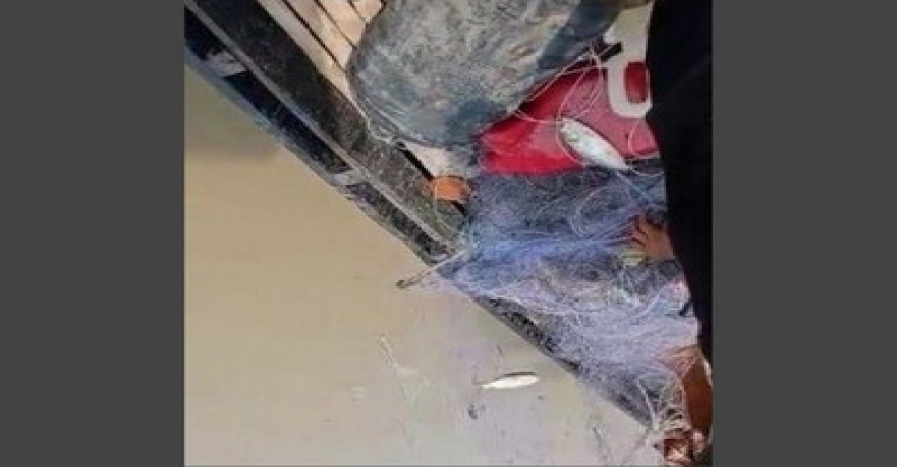 নিষেধাজ্ঞার মধ্যে চলছে ইলিশ ধরার উৎসব, দুর্বল অভিযানে প্রকাশ্যে-অপ্রকাশ্যে বেচা কেনা