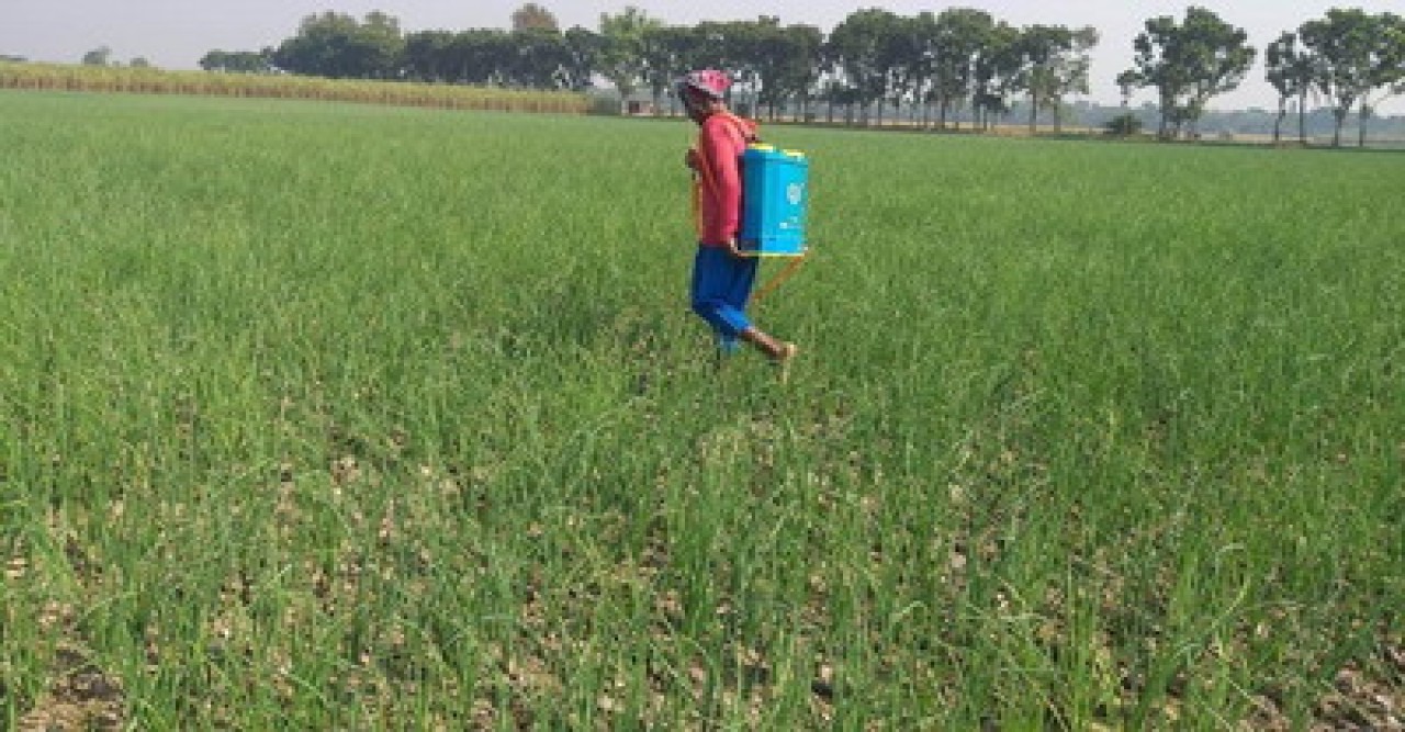 ফলনে স্বপ্ন দেখাচ্ছে মুড়িকাটা পেঁয়াজ, দামের স্বস্তির আশা ক্রেতার