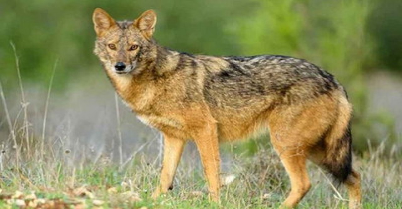 বাড়ির উঠান থেকে শিশুকে নিয়ে গেল শিয়াল, অতঃপর...