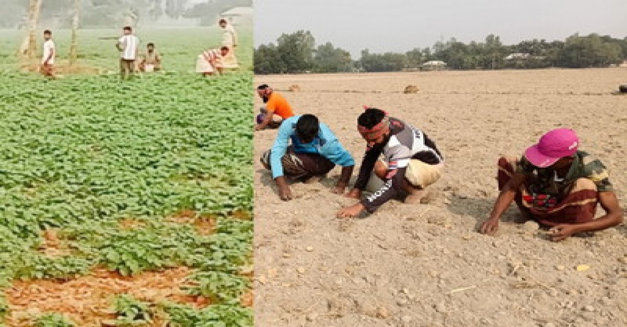 তানোরে আলু রোপণে ও আগাম লাগানো আলুর পরিচর্যায় ব্যস্ত চাষিরা