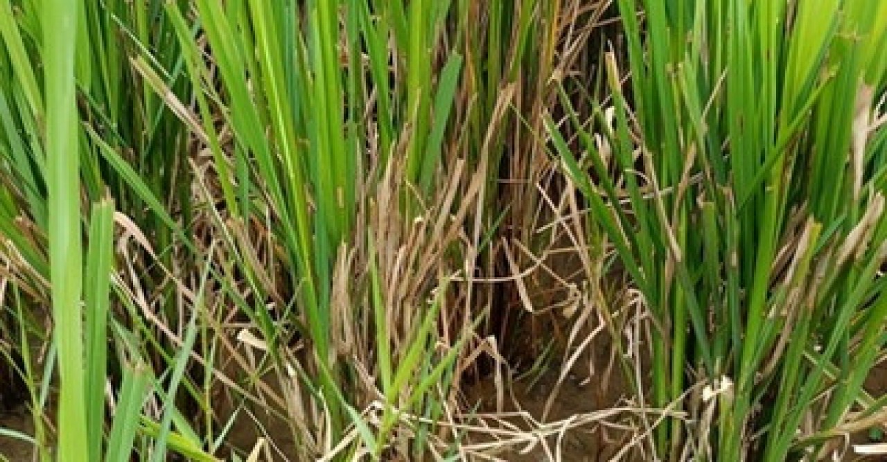 তানোরে আমন ধানে পচন রোগে দিশেহারা কৃষক