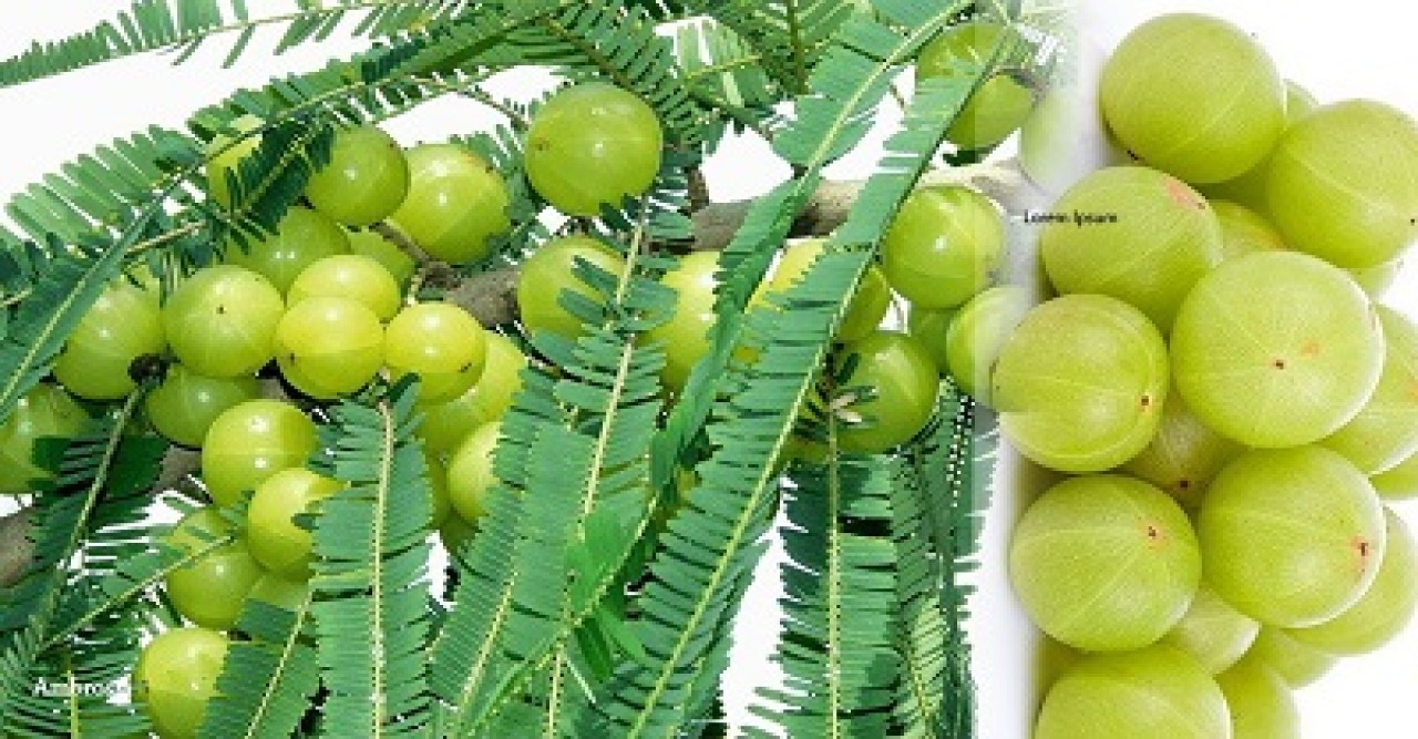 পাকা চুল ঢাকতে ব্যবহার করুন আমলকী