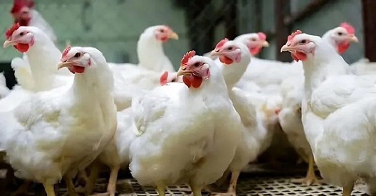 সপ্তাহের ব্যবধানে কেজিতে ২০ টাকা বাড়ল ব্রয়লার মুরগির দাম
