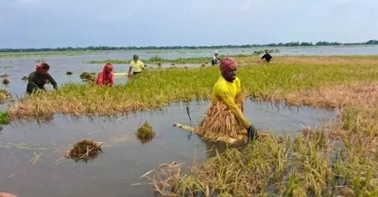 পানির নিচে অর্ধলক্ষ হেক্টর জমির ধান, উৎপাদন নিয়ে শঙ্কা