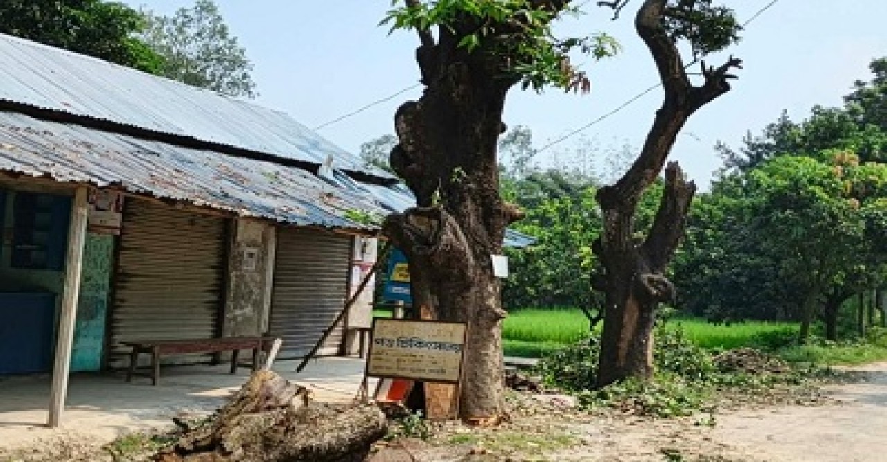 তানোরে শতবর্ষী সরকারি আমগাছ কর্তন জব্দ