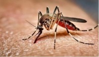 ডেঙ্গুতে আরও ৮ মৃত্যু, আক্রান্ত ২০৩৬