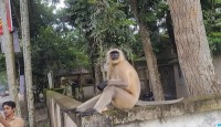 ল্যাঙ্গুর প্রজাতির বন্য হনুমান হঠাৎ লোকালয়ে