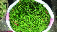 দিনাজপুরে কাঁচামরিচের কেজি ৩২০ টাকা