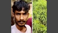মান্দায় বসতবাড়িতে গাঁজা চাষ, যুবক গ্রেপ্তার
