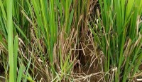 তানোরে আমন ধানে পচন রোগে দিশেহারা কৃষক