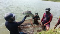 দুর্গাপুরে ক্রিকেট হেলমেট পরে মাছ ধরেন জেলেরা