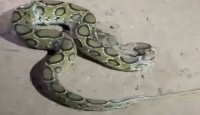 রাজশাহীর সিপাইপাড়ায় বিষাক্ত রাসেল ভাইপারের আতঙ্ক!