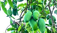 রাজশাহীর বাজারে আম নামানো হবে ১৫ মে থেকে