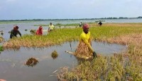 পানির নিচে অর্ধলক্ষ হেক্টর জমির ধান, উৎপাদন নিয়ে শঙ্কা