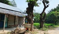 তানোরে শতবর্ষী সরকারি আমগাছ কর্তন জব্দ