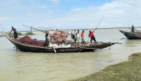ইলিশ সংকট ভরা মৌসুমেও পদ্মা-মেঘনা নদীতে
