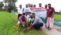 বজ্রপাত রোধে পুঠিয়ায় তালগাছের চারা রোপণ